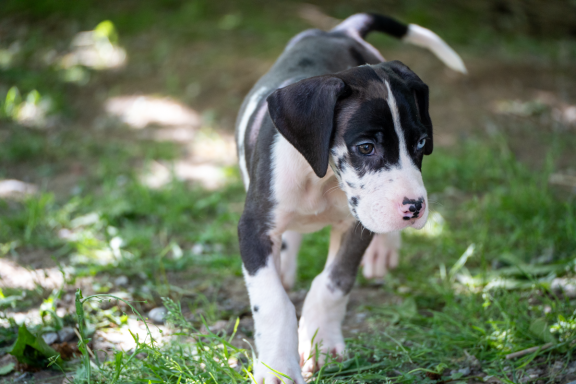 cuccioli di alano never walk alone 