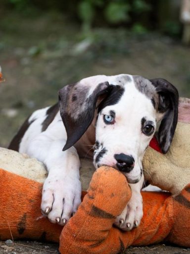 Cosmo / Oliver cuccioli di alano never walk alone